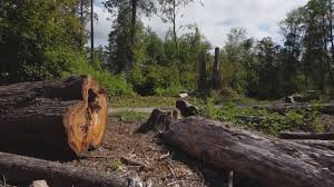 Best Seasonal Cleanup (Spring/Fall)  in Gold Canyon, AZ